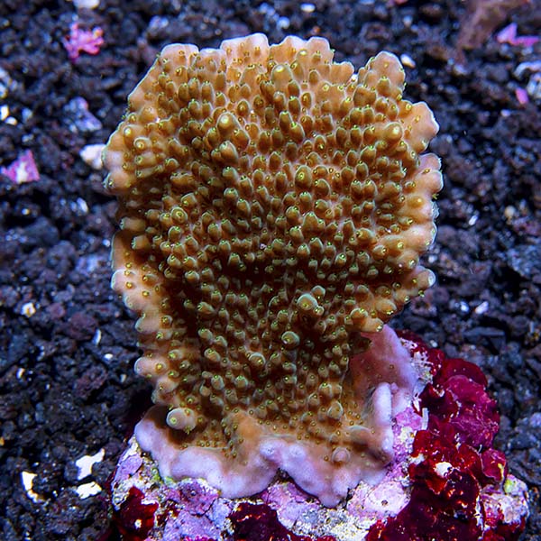 Acropora efflorescens